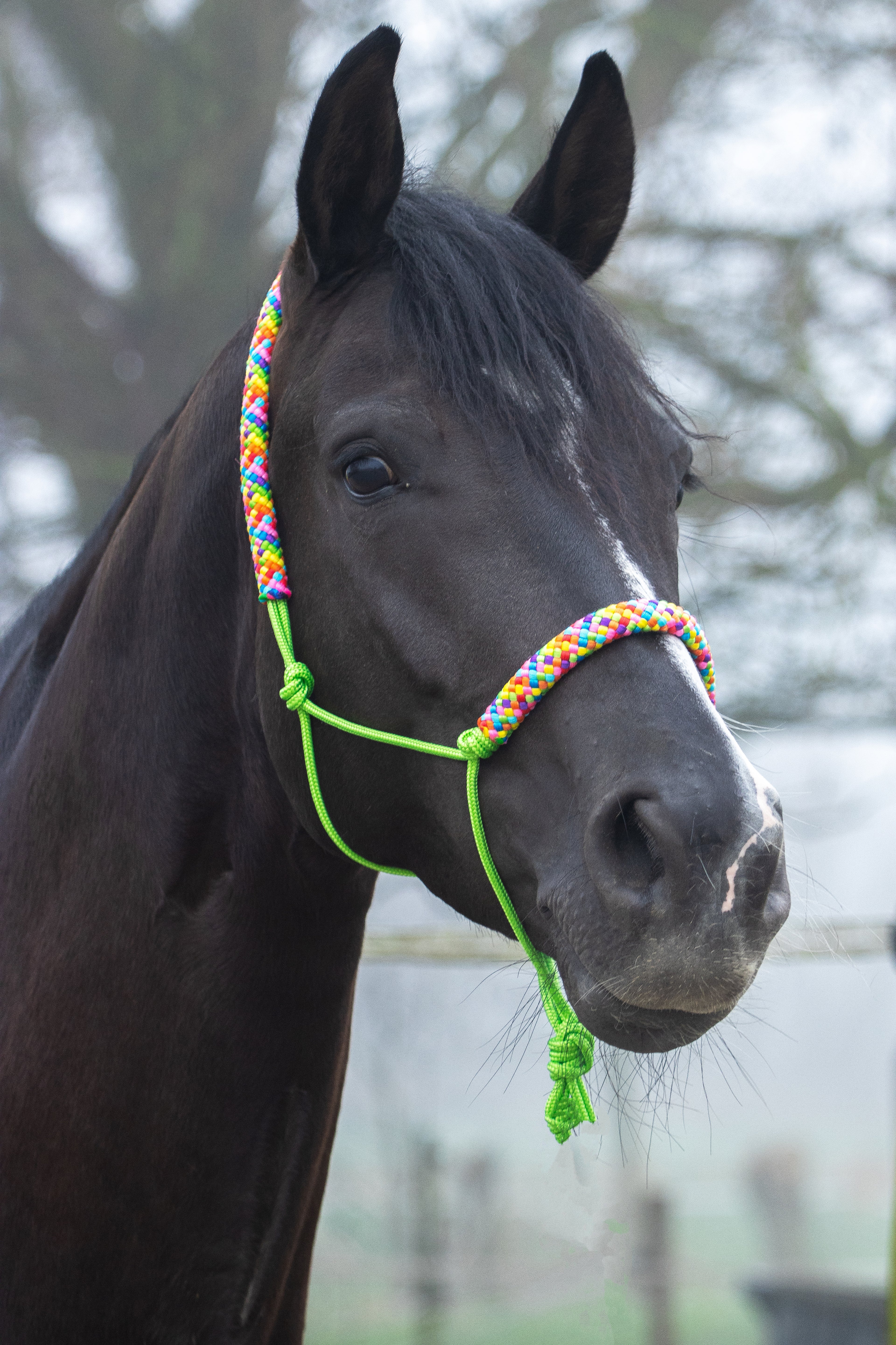 Touwhalster appeltjes groen met regenboog
