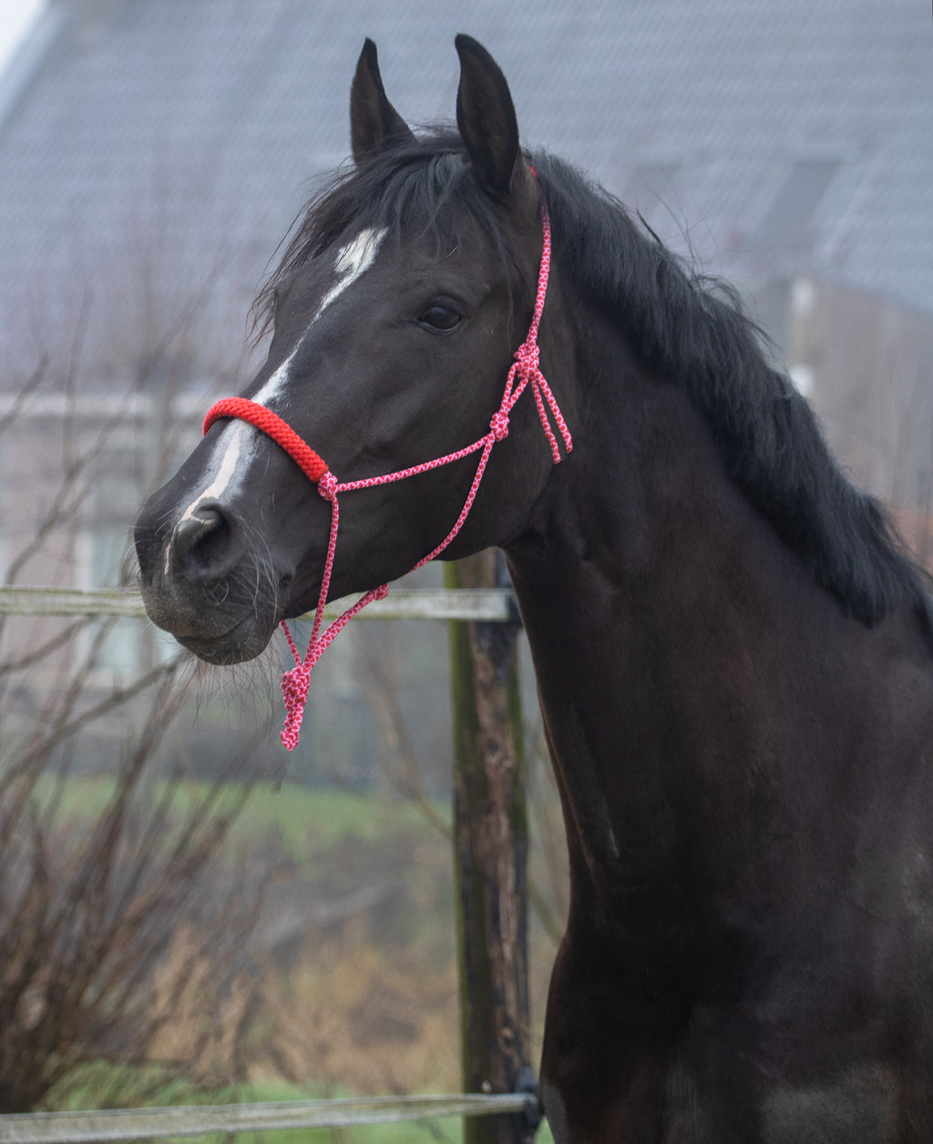 Touwhalster babyroze met rood