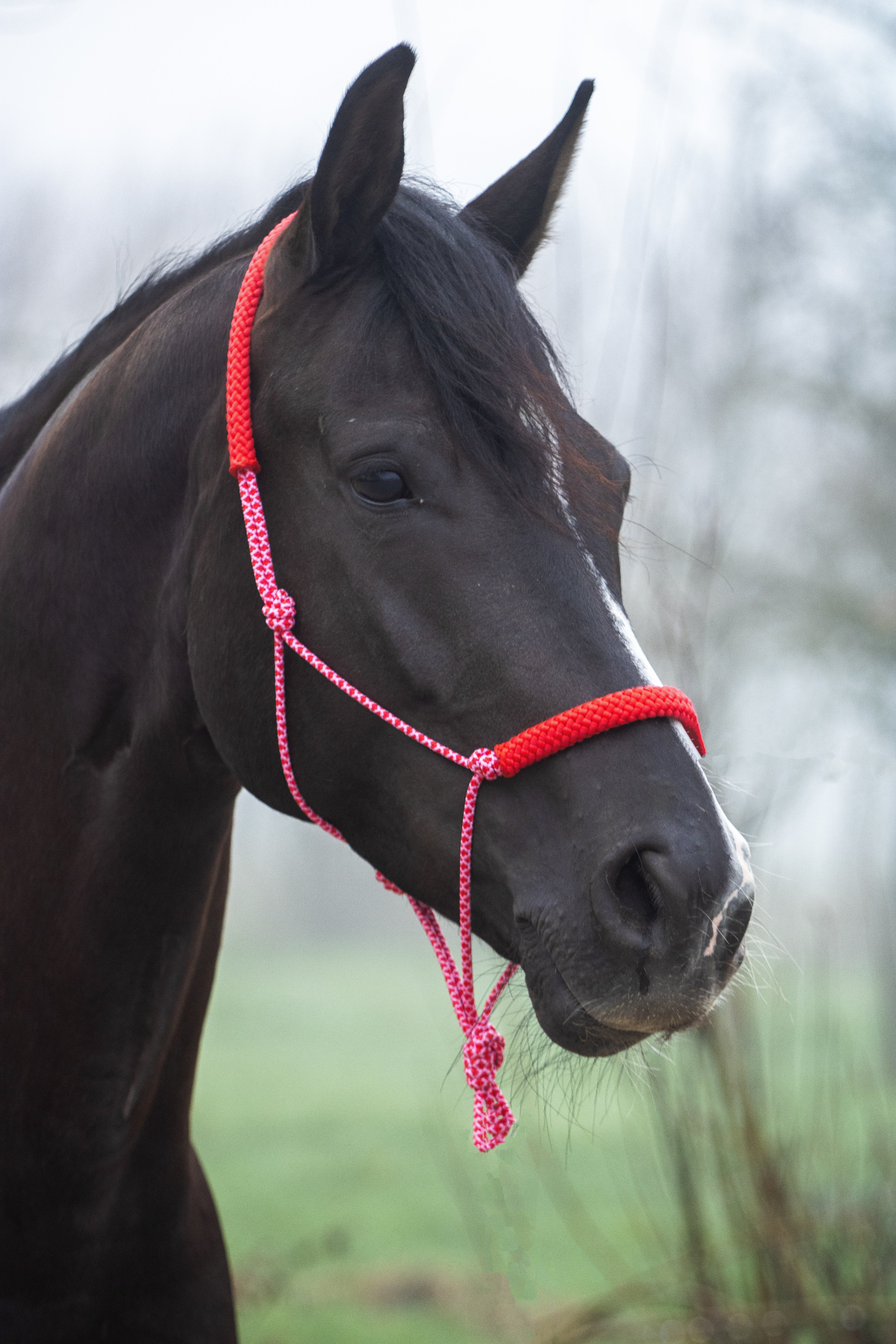 Touwhalster babyroze met rood