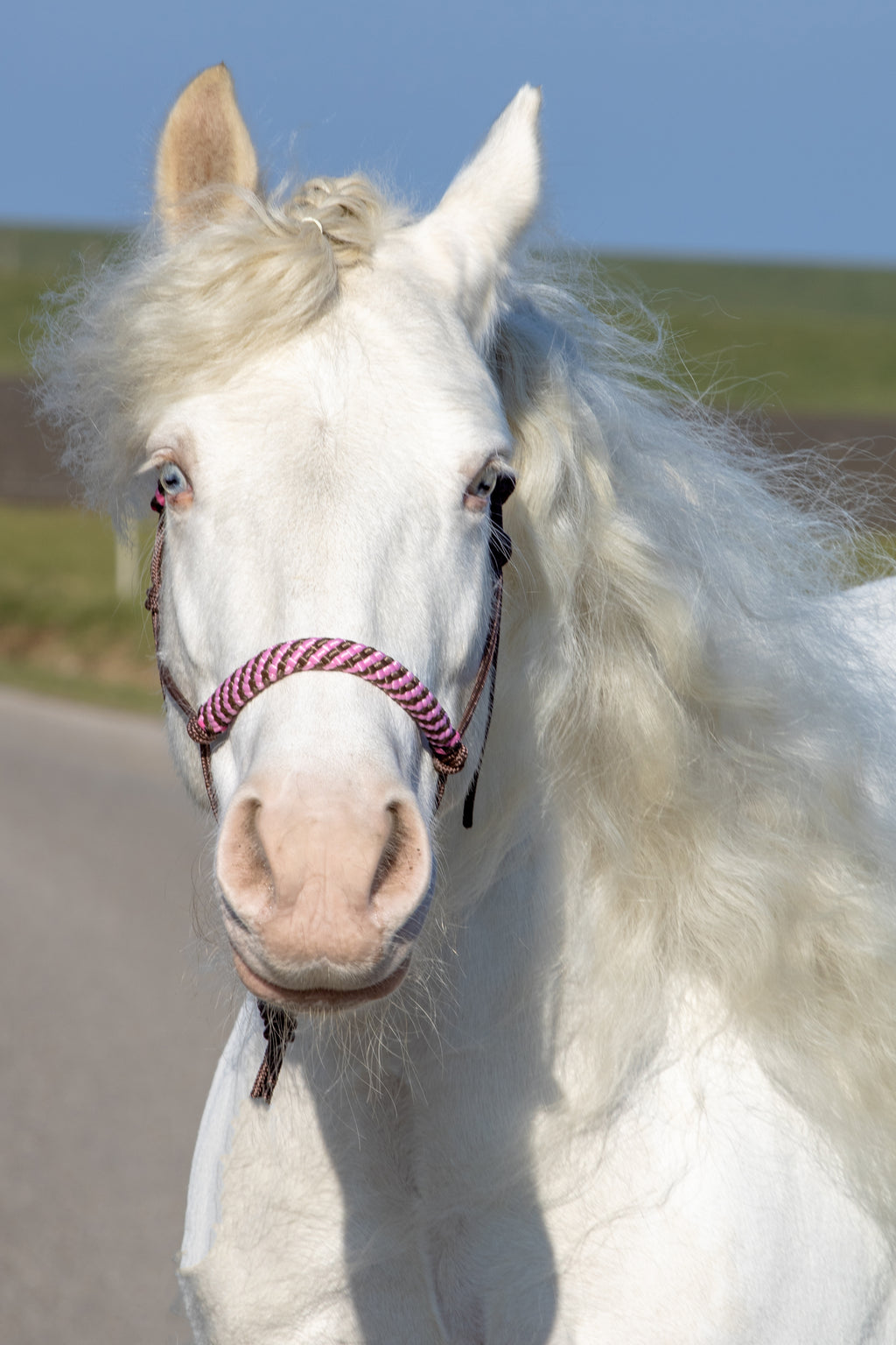 Touwhalster bruin met bruin/babyroze neus en oorband