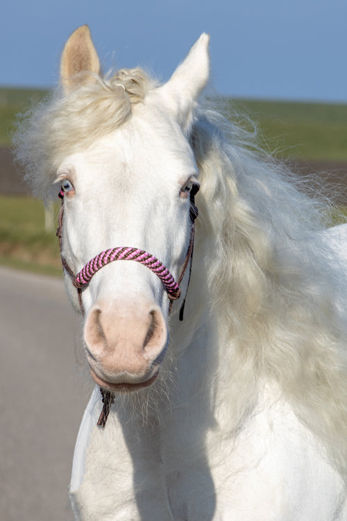 Touwhalster bruin met bruin/babyroze neus en oorband
