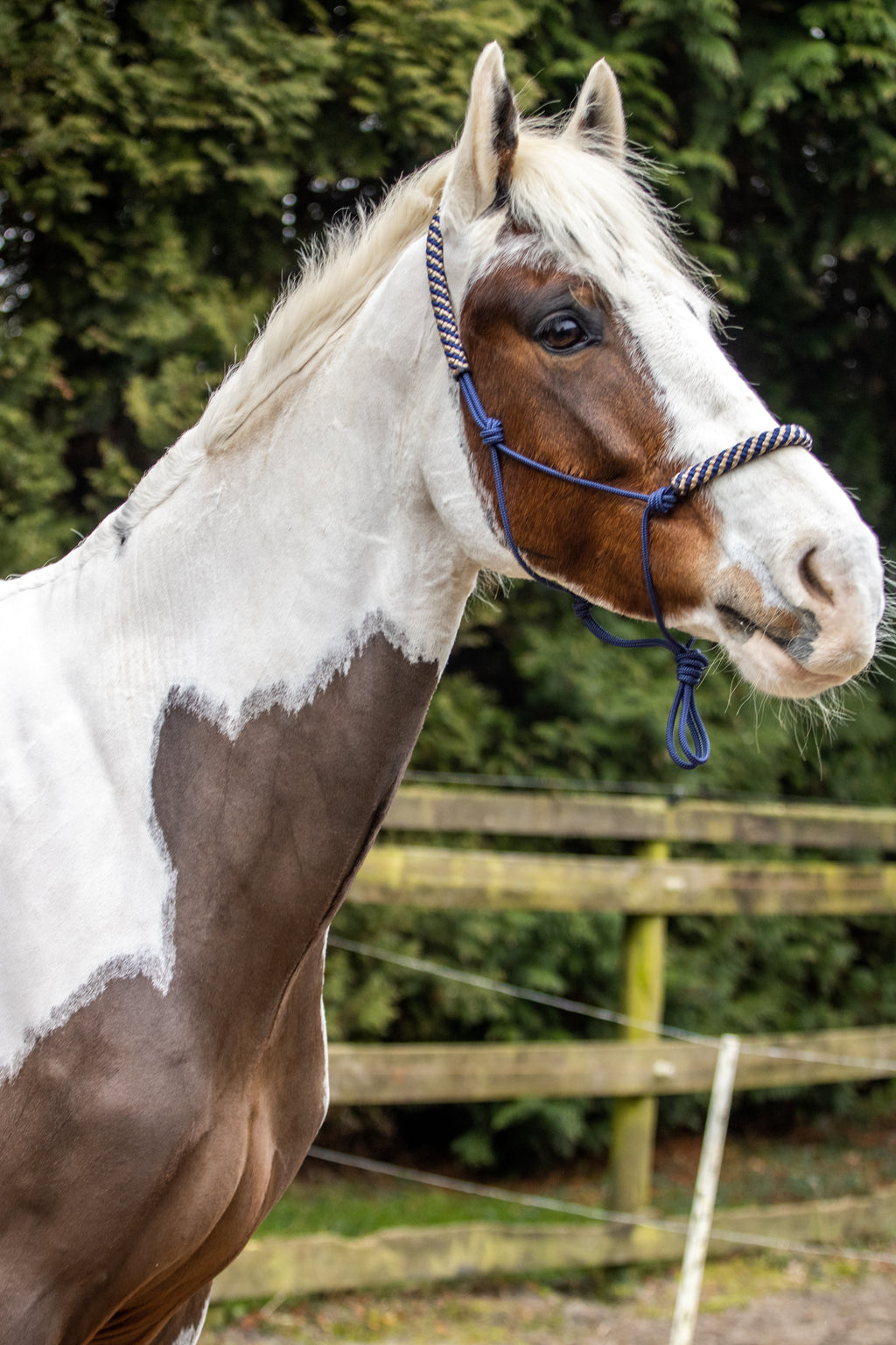 Touwhalster donkerblauw met donkerblauw-beige neus en oorband