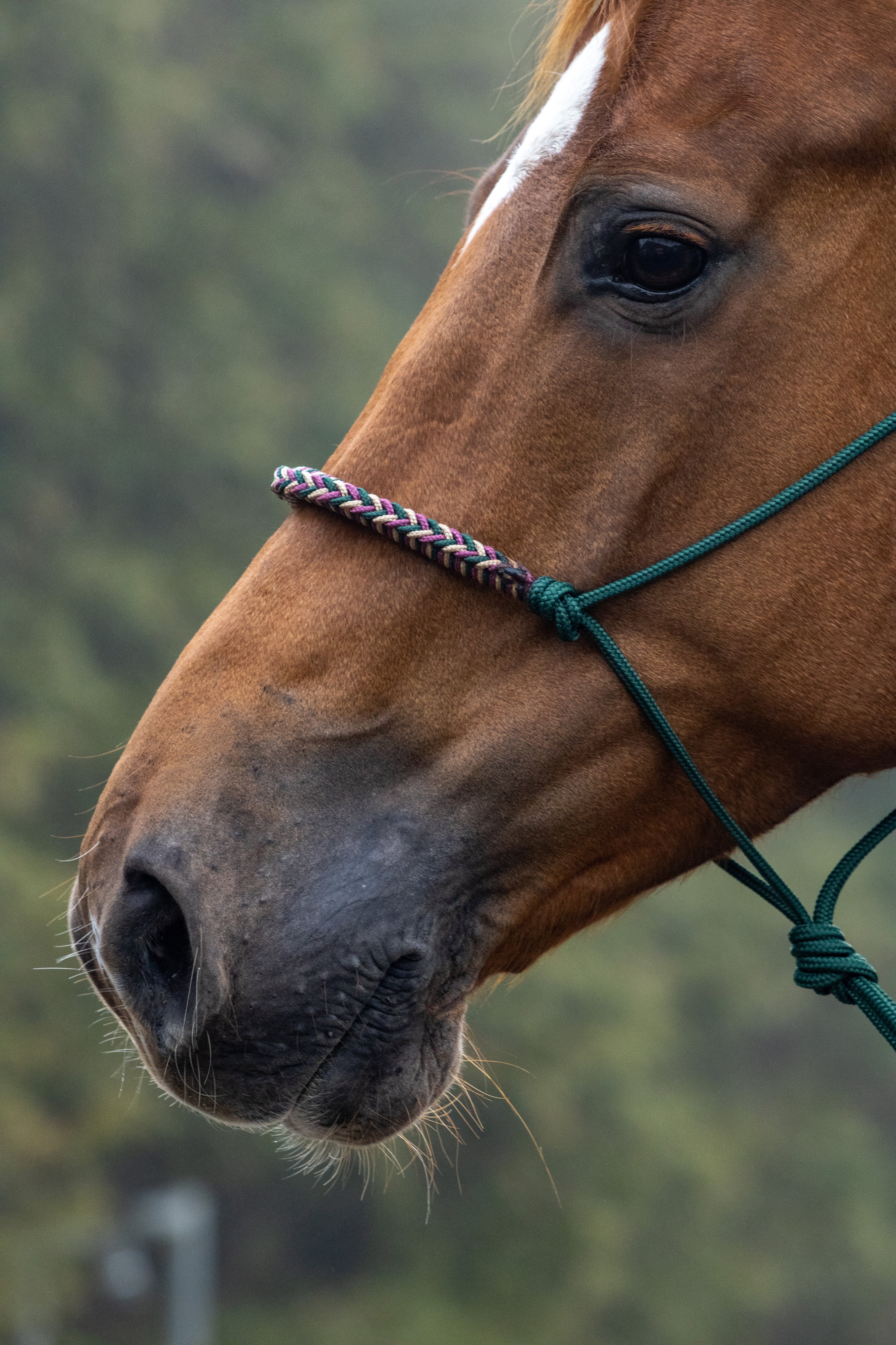 Touwhalster met gevlochten neusband donkergroen, beige en bordeaux