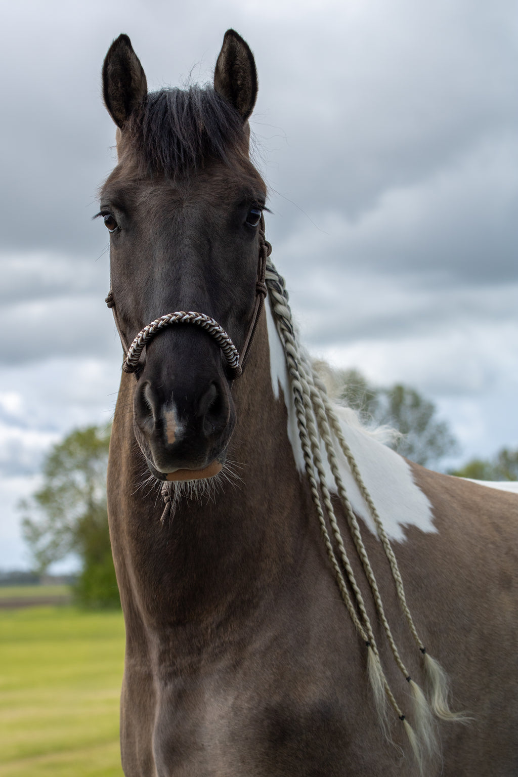 Touwhalster gevlochten neusband bruin, wit en beige
