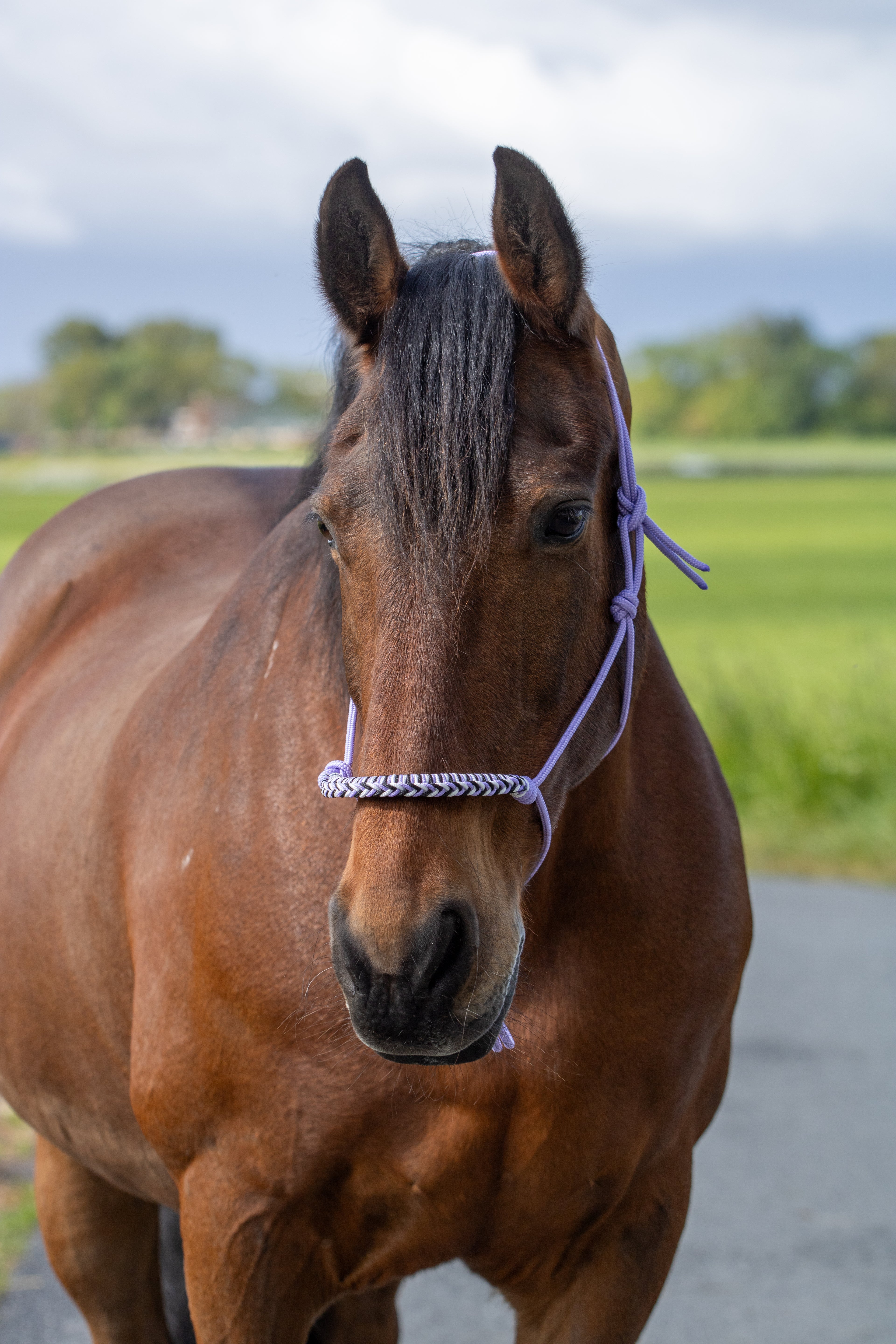 Touwhalster met gevlochten neusband lila, wit en zwart