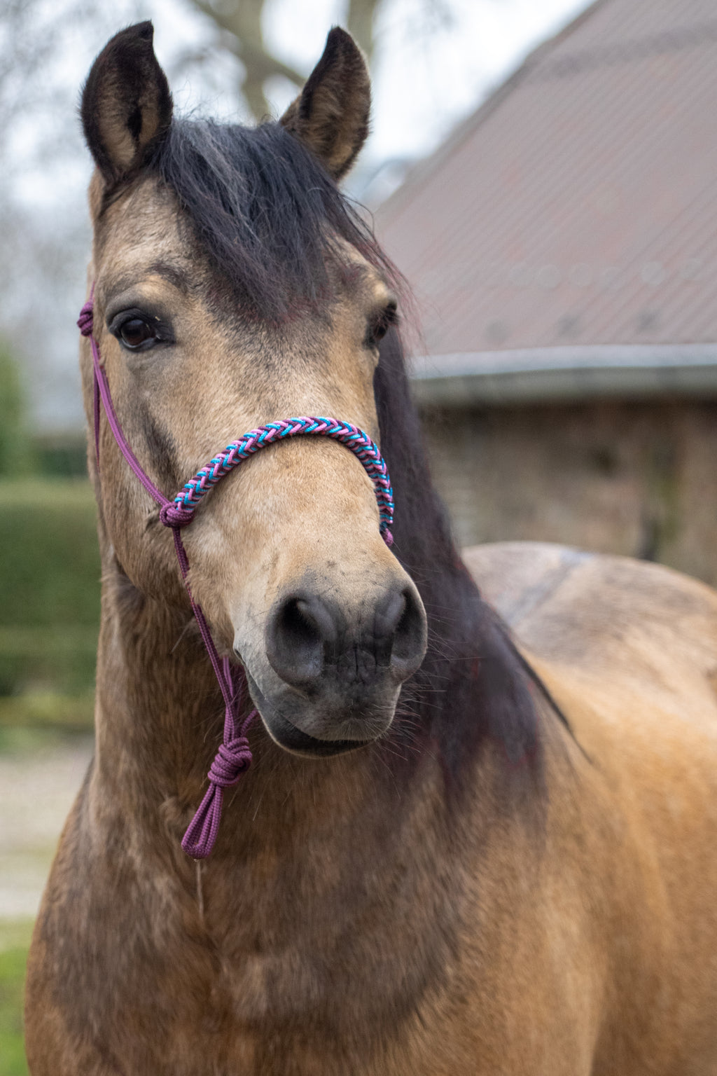 Touwhalster gevlochten neusband bordeaux, oceaan blauw en babyroze
