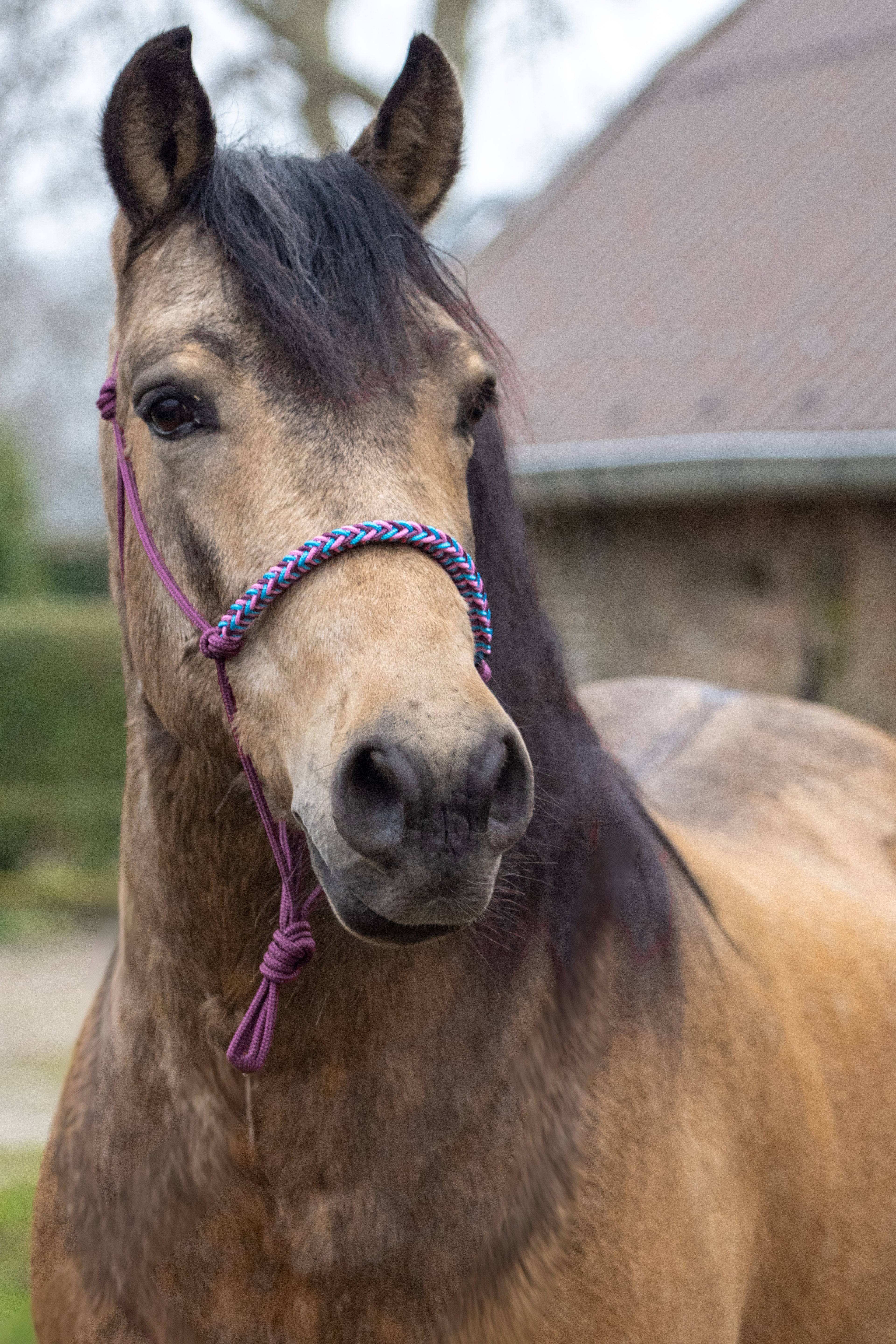 Touwhalster gevlochten neusband bordeaux, oceaan blauw en babyroze