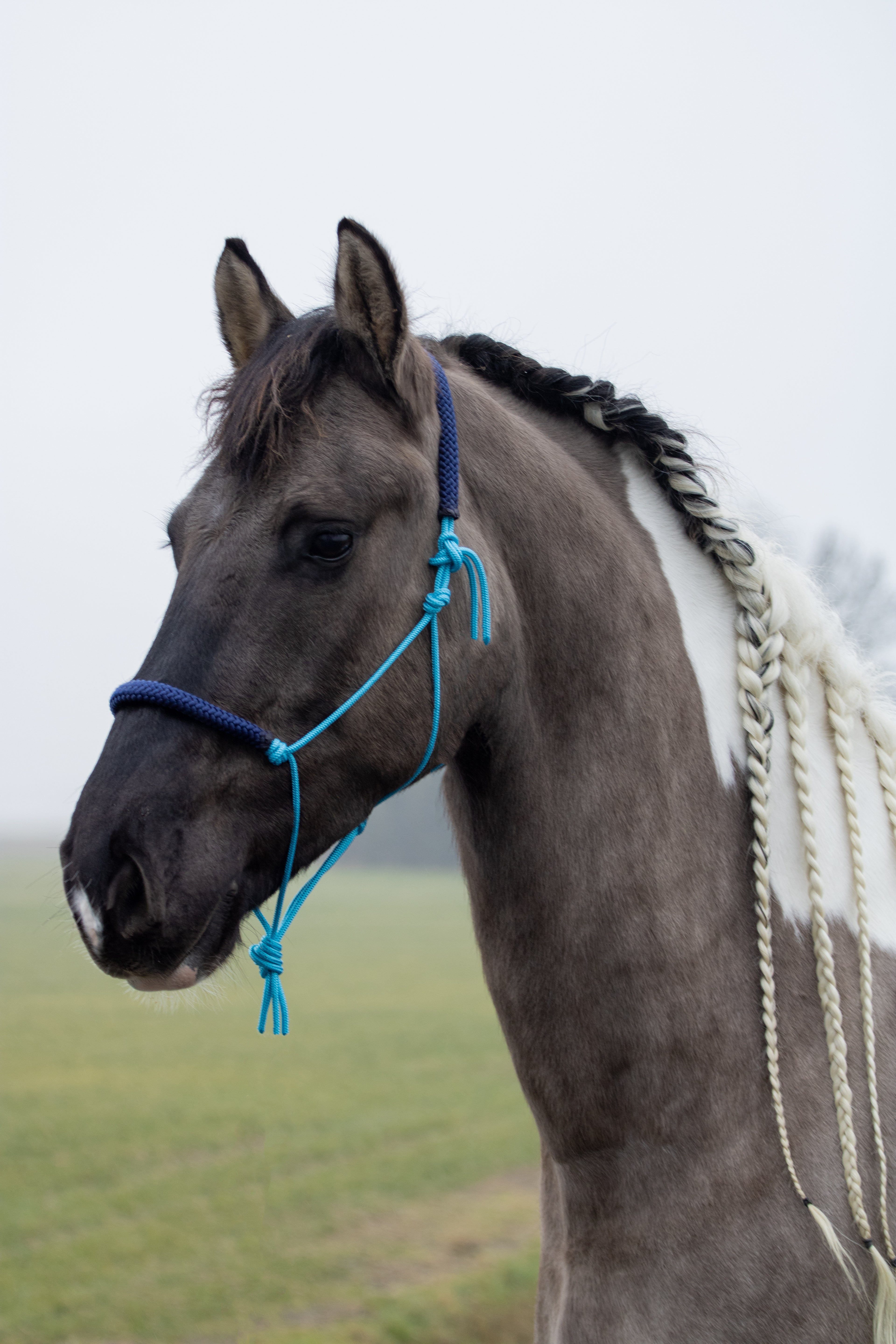 Neus - oorband voor op je touwhalster