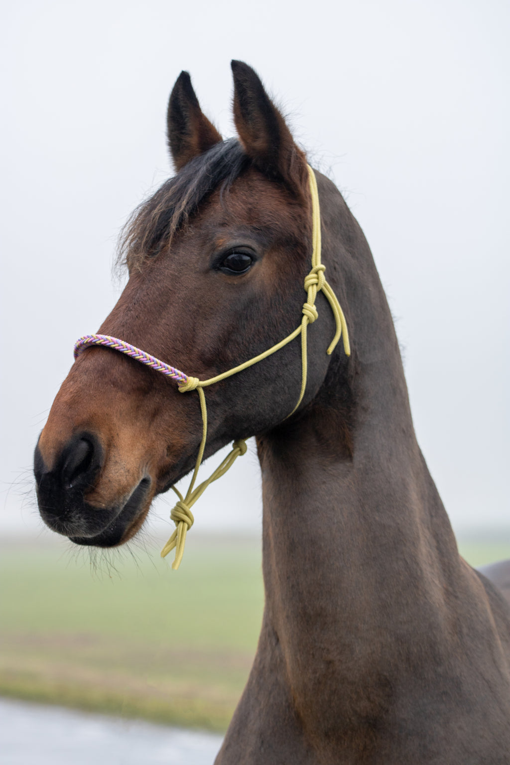 Touwhalster met gevlochten neusband pastel geel, lila en babyroze