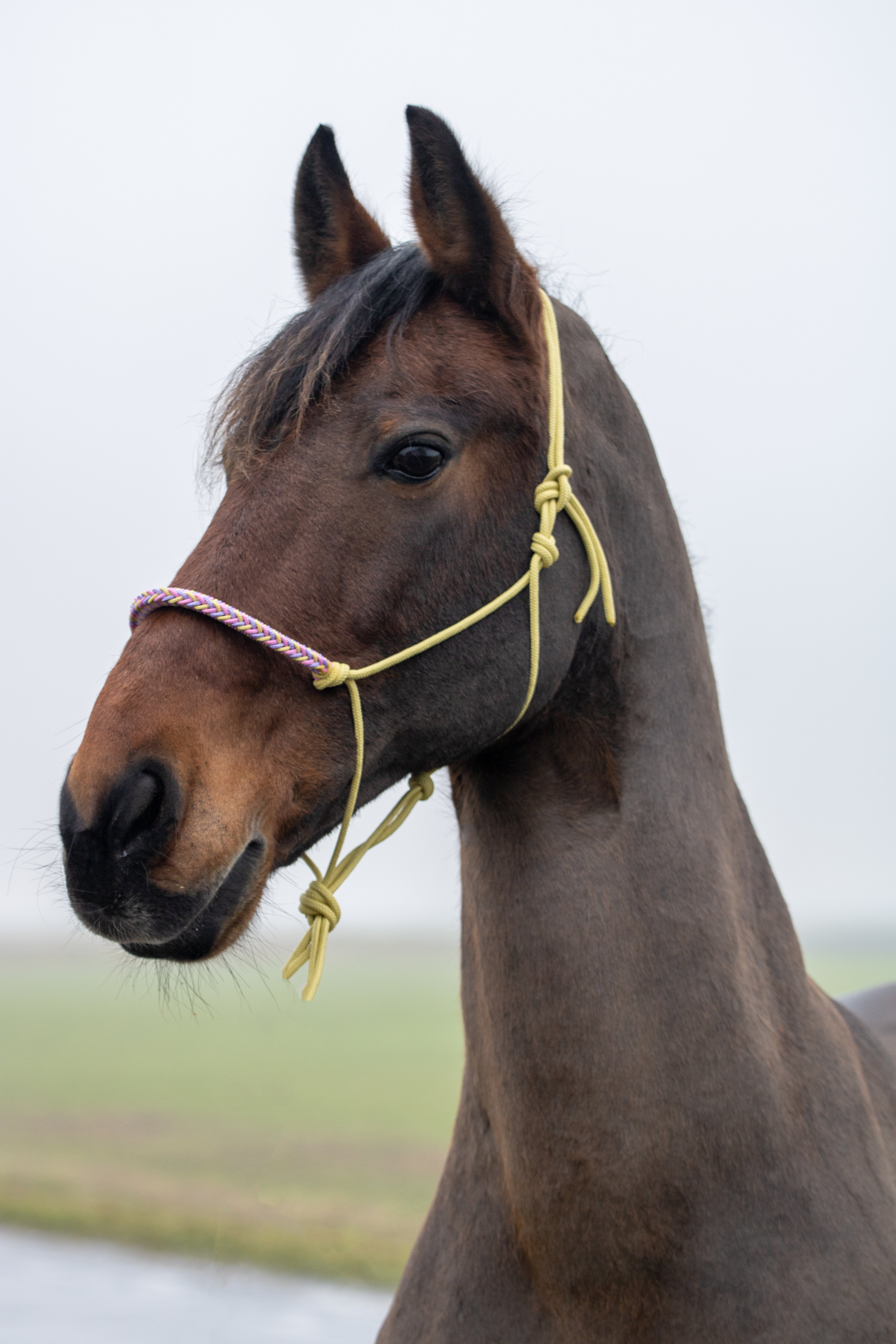 Touwhalster met gevlochten neusband pastel geel, lila en babyroze