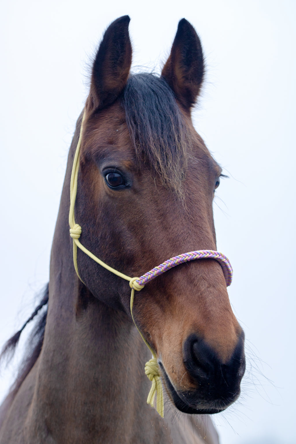 Touwhalster met gevlochten neusband pastel geel, lila en babyroze