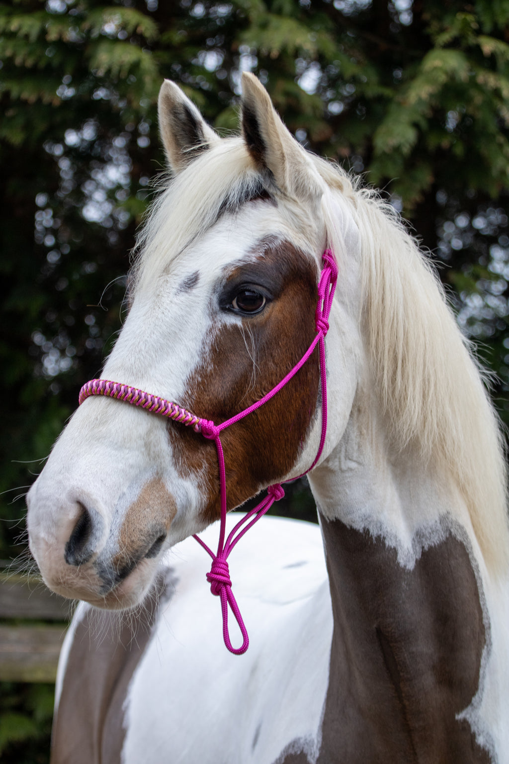 Touwhalster viënna neusband fuchsia, beige, karamel en bordeaux