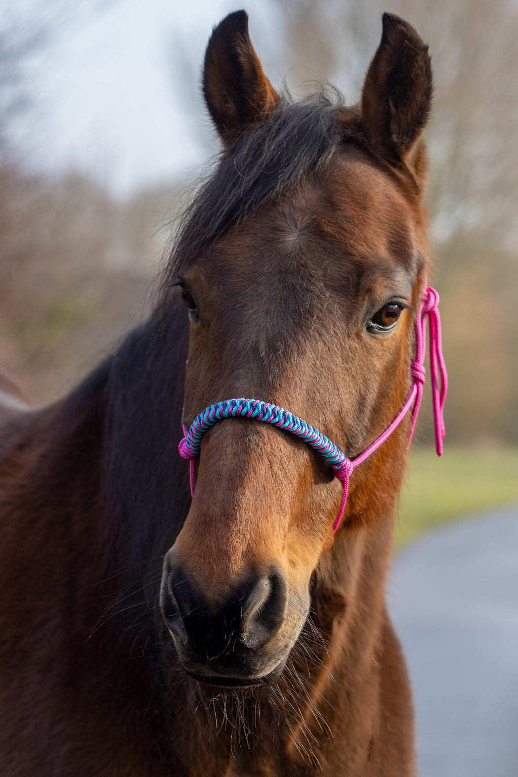 Touwhalster viënna neusband fuchsia, donkerblauw, oceaan blauw en turquoise