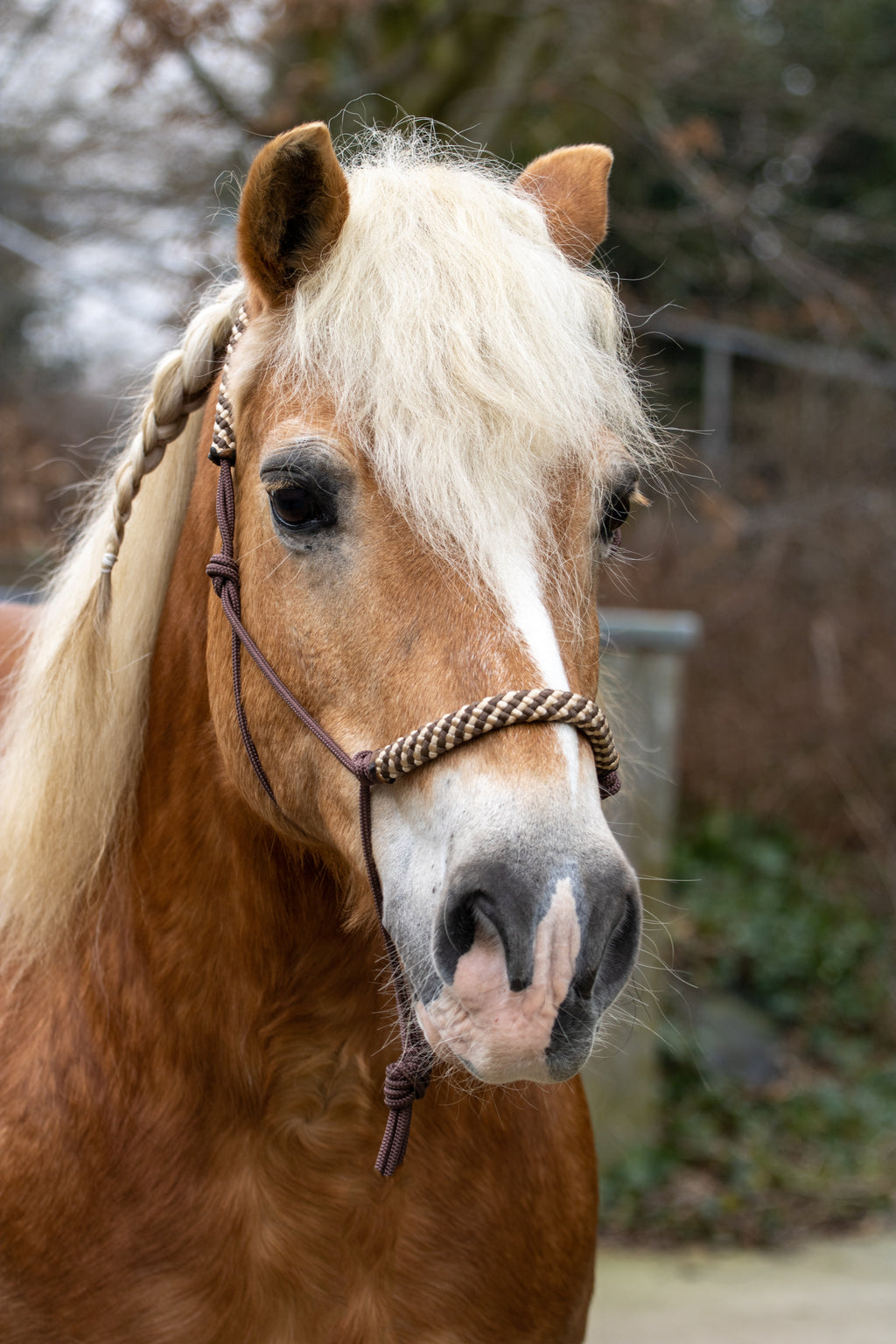 Touwhalster bruin met beige/bruin neus en oorband