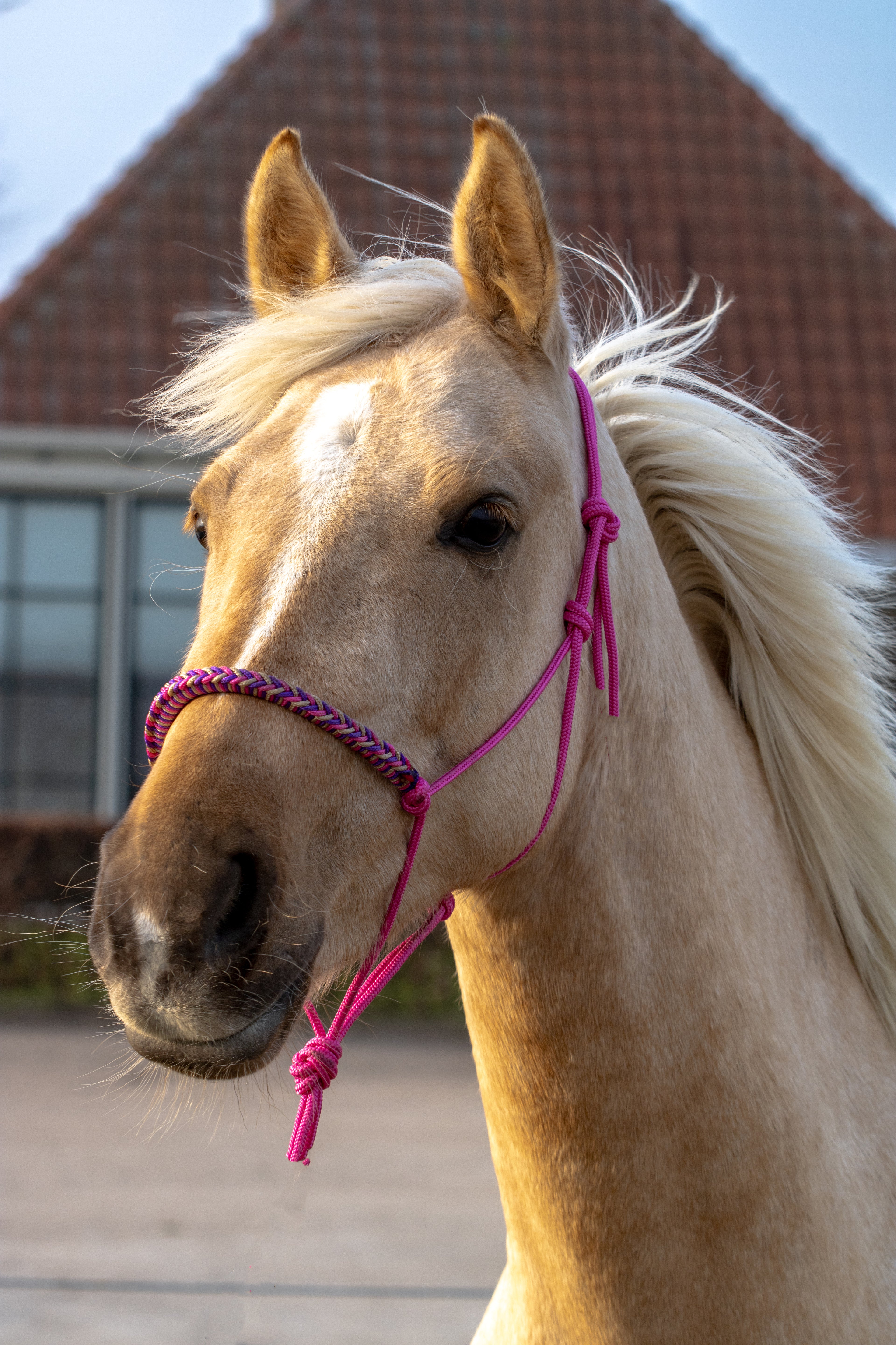Touwhalster met gevlochten neusband fuchsia, beige en paars