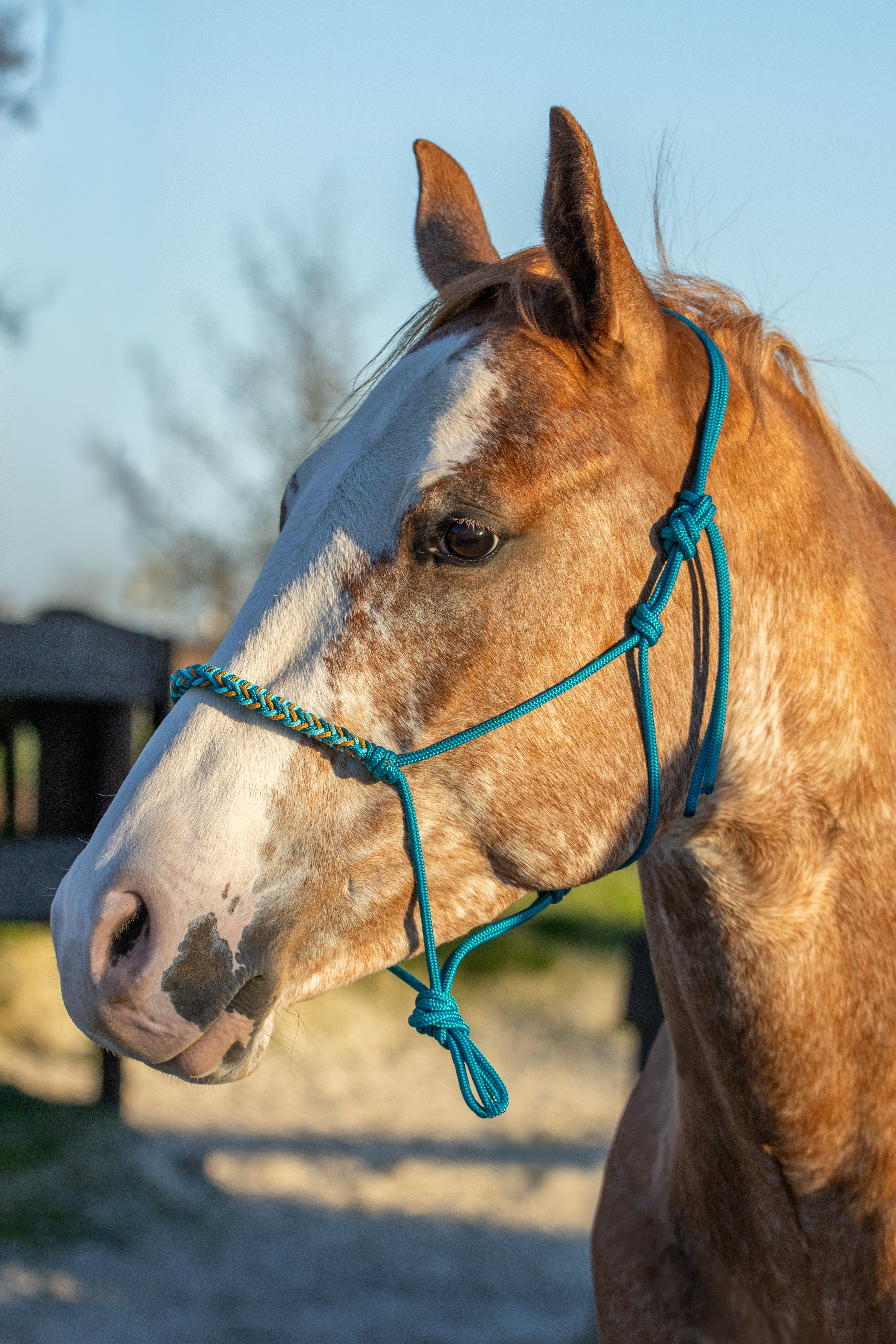 Touwhalster gevlochten neusband aqua, turquoise en karamel