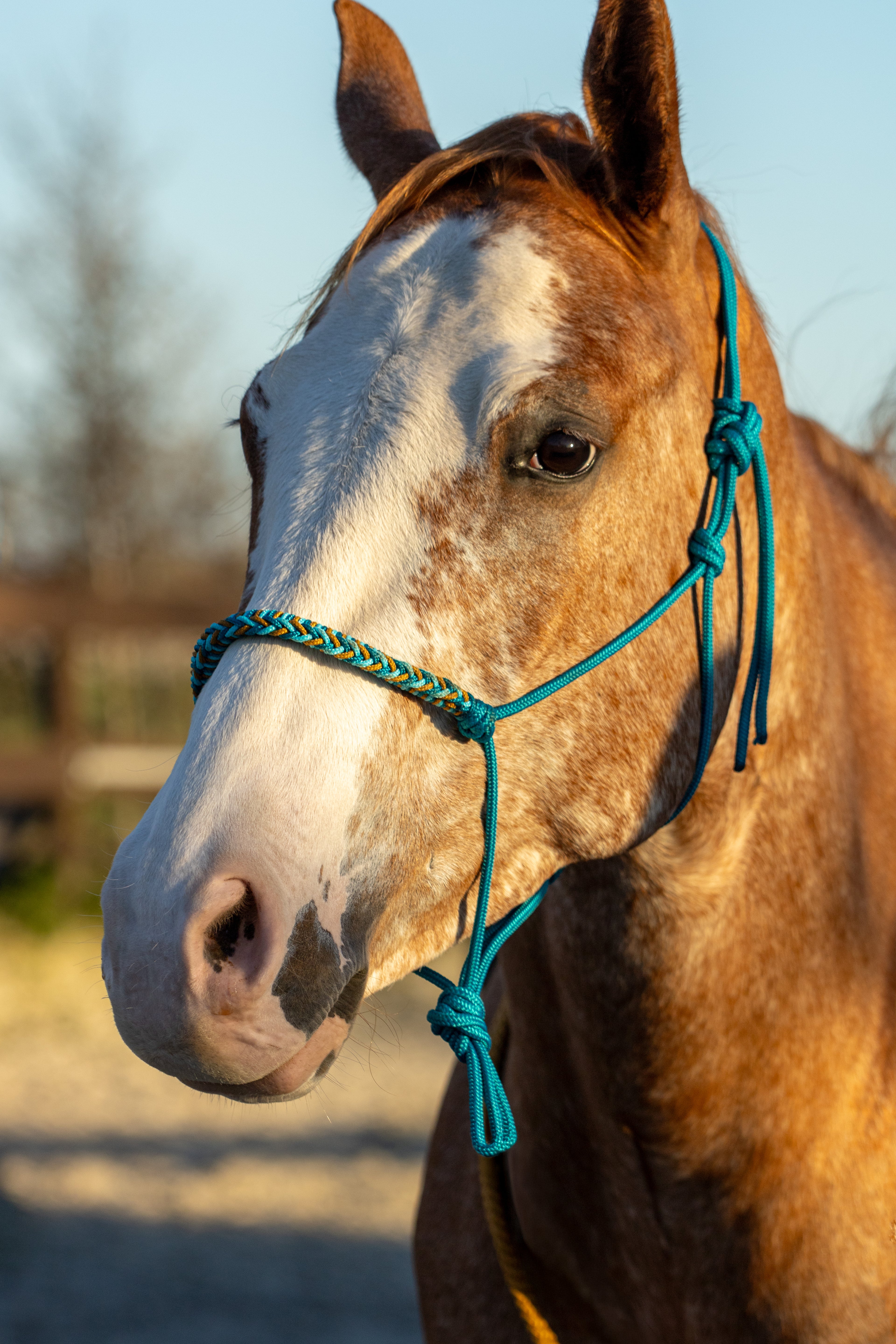 Touwhalster gevlochten neusband aqua, turquoise en karamel