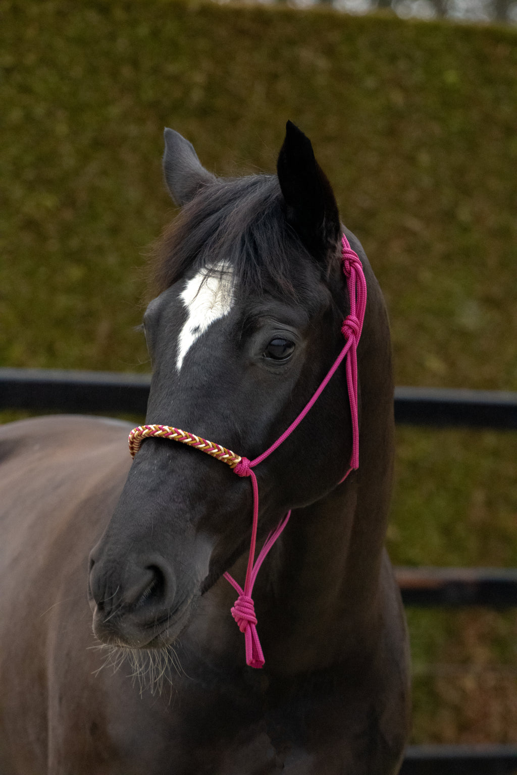 Touwhalster met gevlochten neusband cranberry, goud en karamel